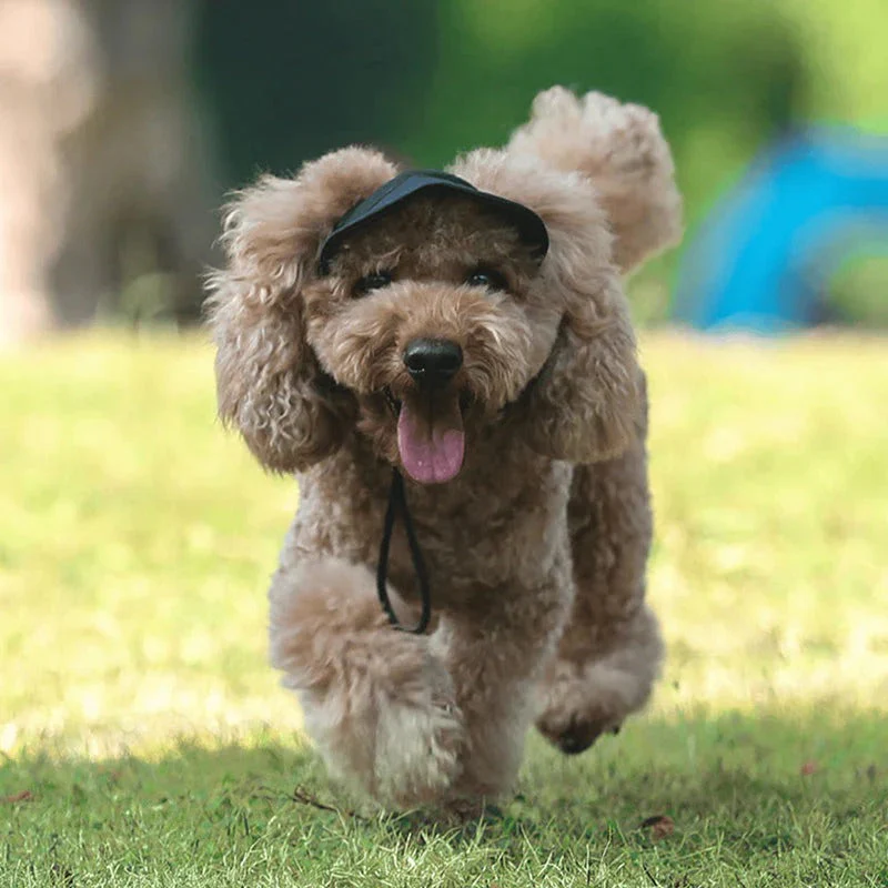 Casquette pour chien - Image 3