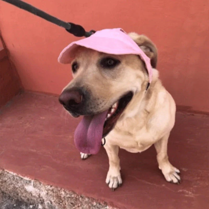 Casquette pour chien - Image 4