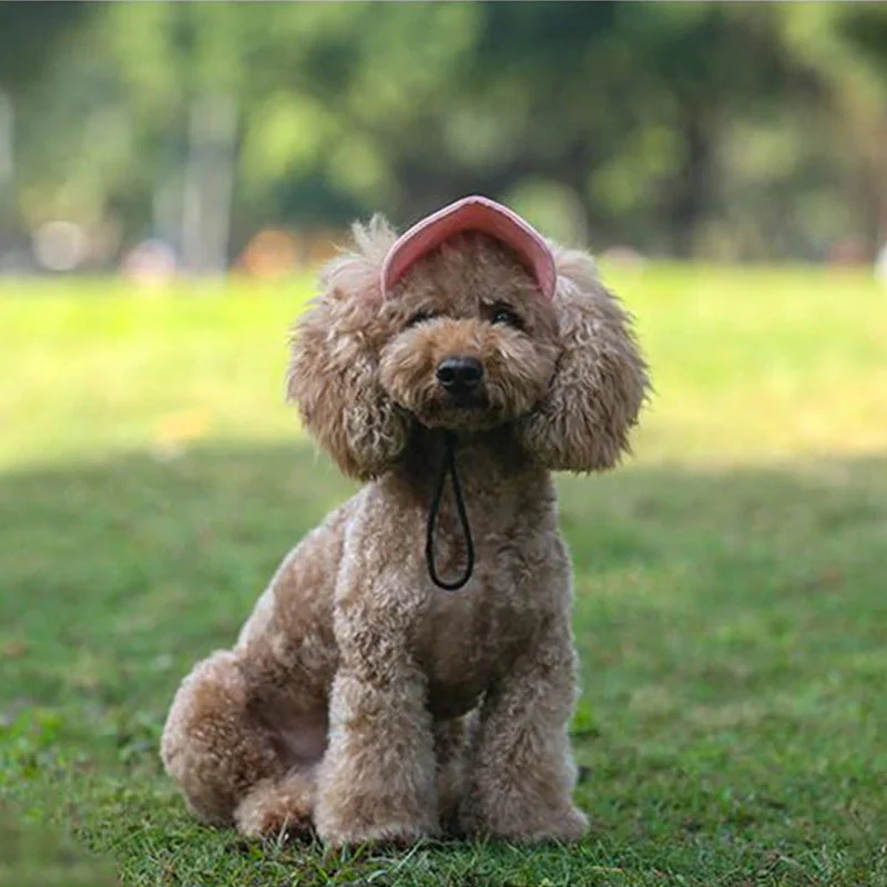 Casquette pour chien - Image 5