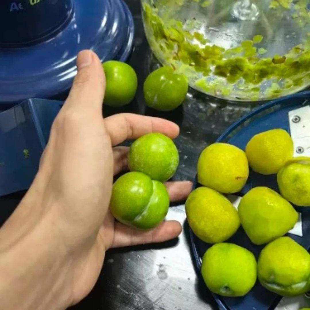 Éplucheuse électrique multifruits sans fil - Image 5