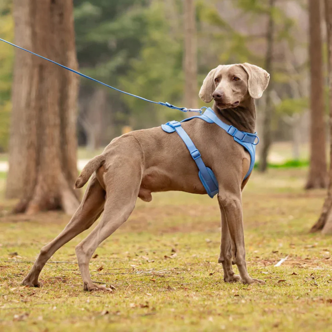 Harnais anti-traction avec laisse pour chien - Image 19