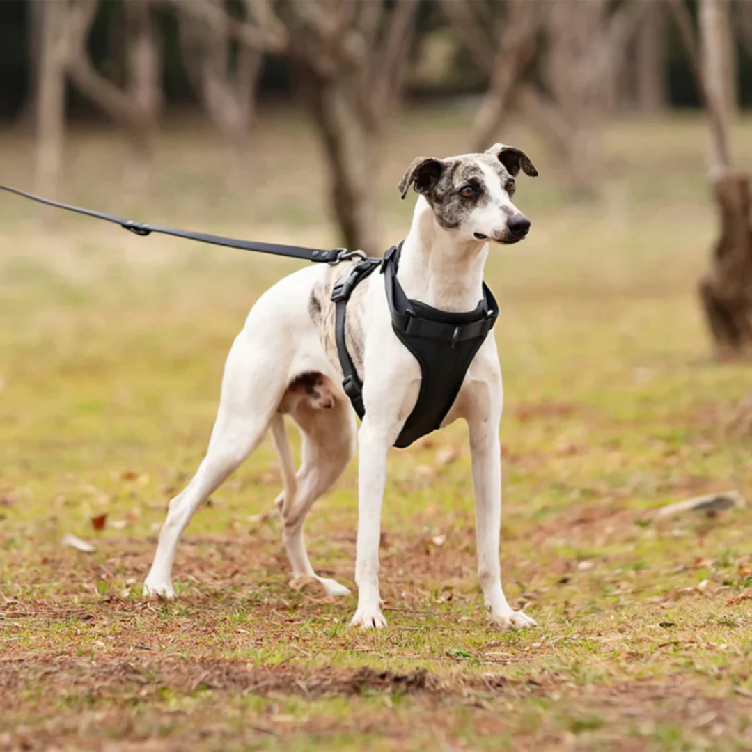 Harnais anti-traction avec laisse pour chien - Image 2