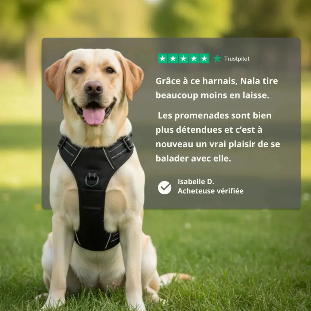 Harnais Antitraction Confort pour Chien - Image 5