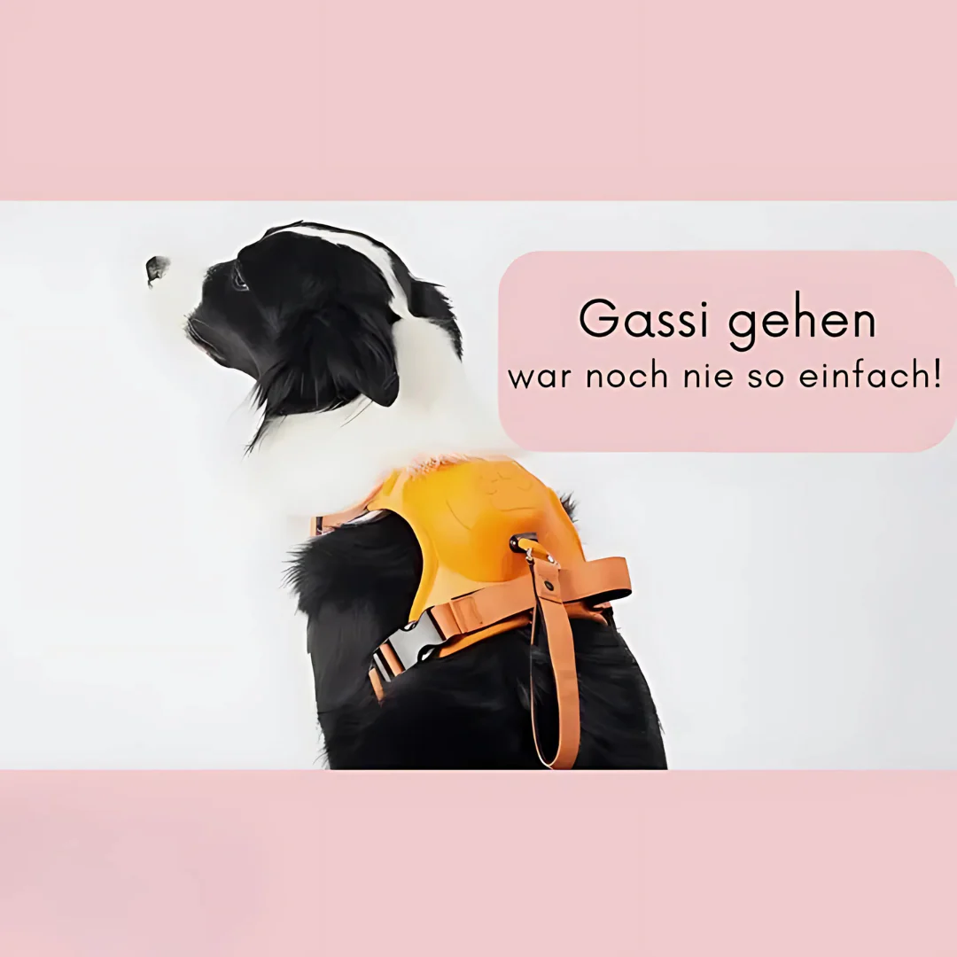 Harnais pour chien 2-en-1 avec attache frontale - Image 9