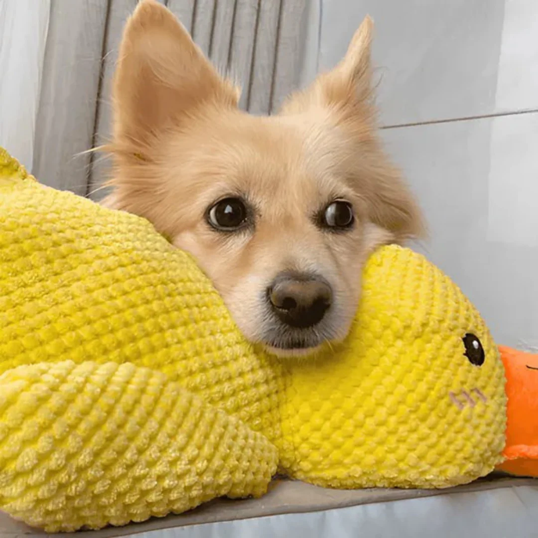 Jouet en peluche Canard pour Chien - Image 14