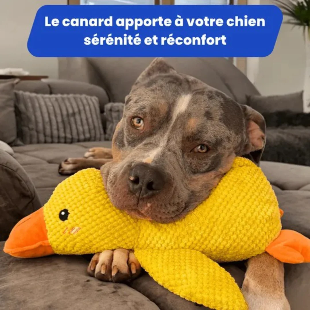 Jouet en peluche Canard pour Chien - Image 2