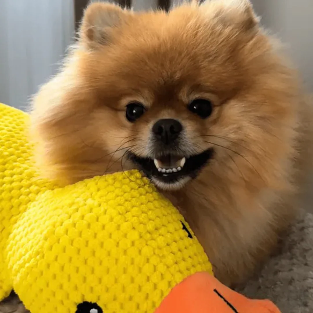 Jouet en peluche Canard pour Chien - Image 7