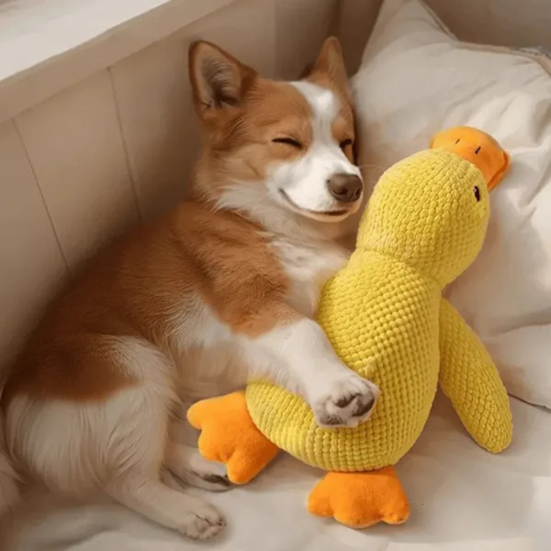 Jouet en peluche Canard pour Chien - Image 8