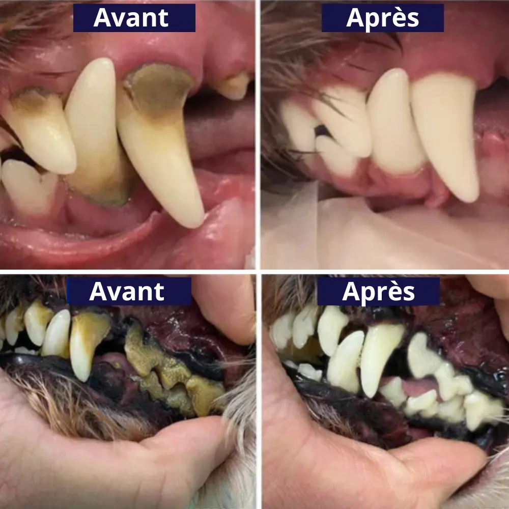 Kit de détartrage sonique pour chien - Image 4