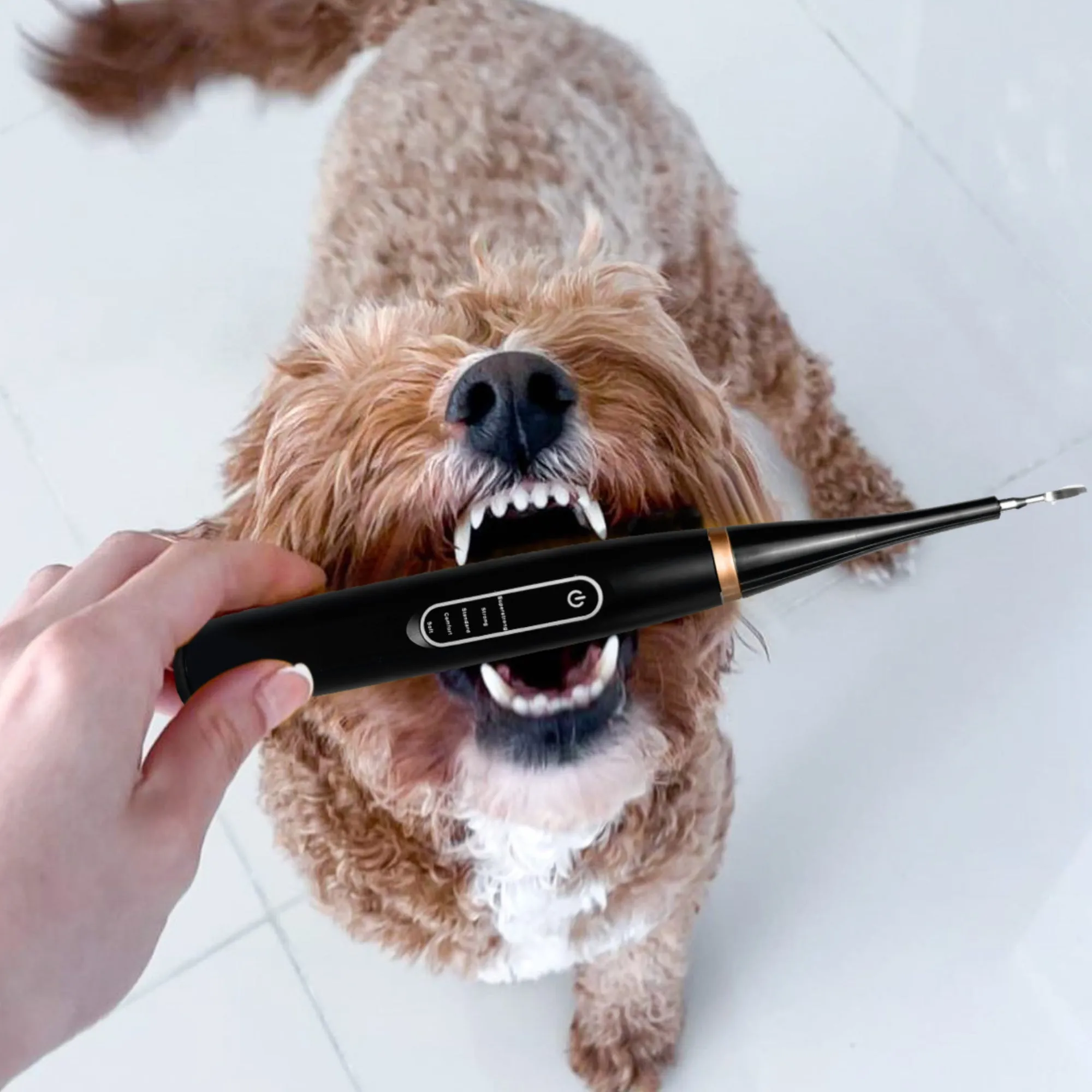 Kit de détartrage sonique pour chien - Image 5
