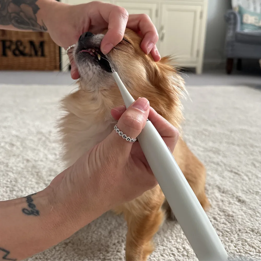 Kit de détartrage sonique pour chien - Image 8