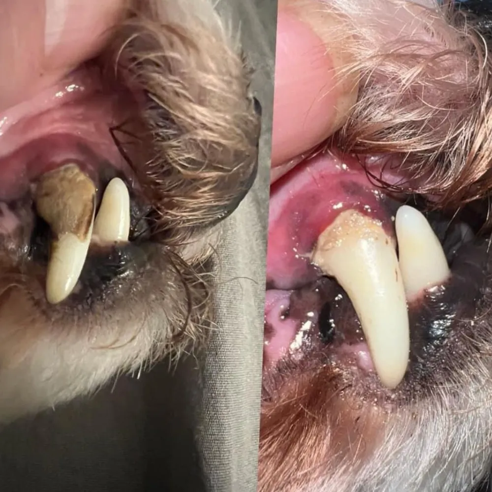 Kit de détartrage sonique pour chien - Image 9