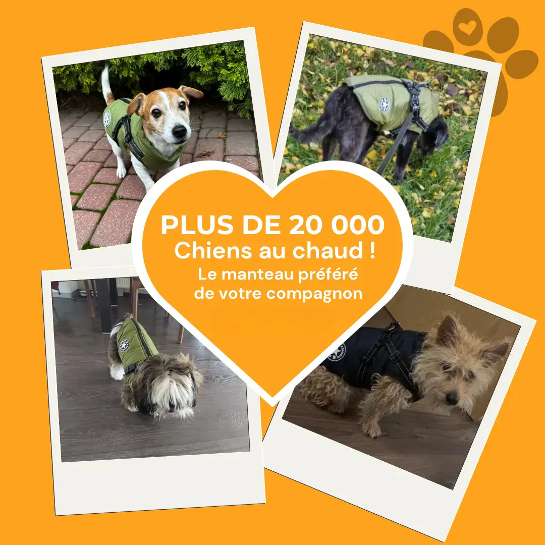 Manteau imperméable pour chien avec harnais intégré - Image 3
